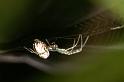 Leucage_granulata_D5547_Z_82_Wellington Point Esplanada_Australie